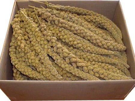 YELLOW MILLET SPRAY Online