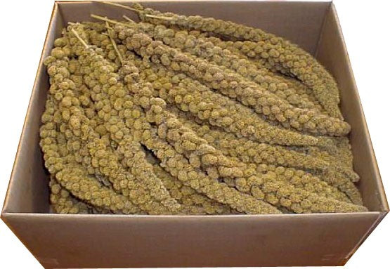 YELLOW MILLET SPRAY Online